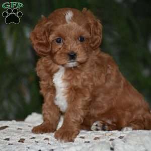 Missy, Cavapoo Puppy